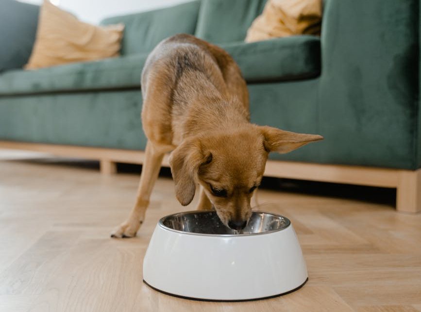 Los tutores de perros están dispuestos a pagar más por alimentos que ayuden a tratar patologías