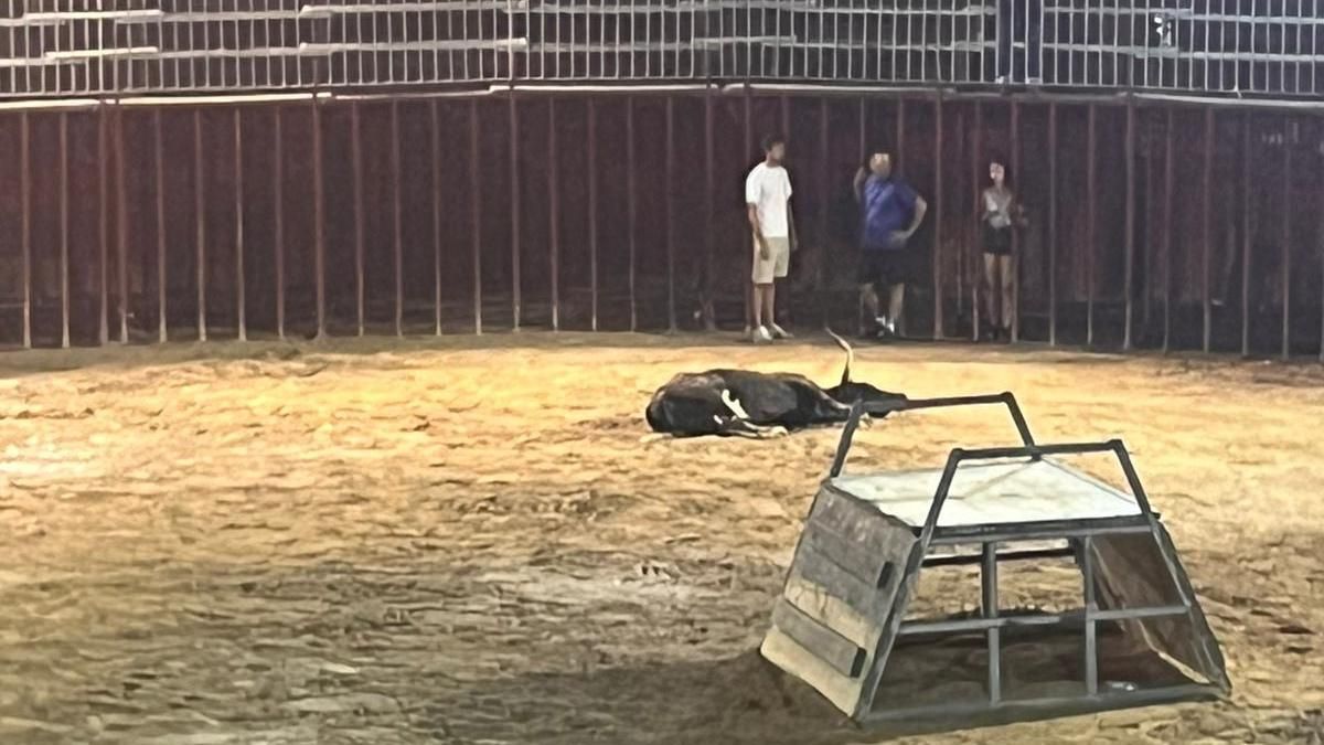 Dos vaquillas muertas en las fiestas de Benifairó de la Valldigna