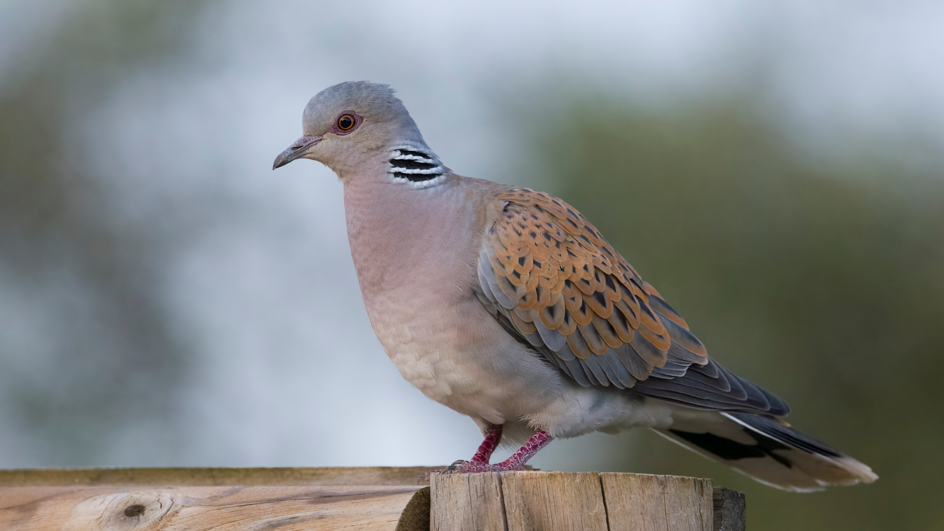 700000 tórtolas europeas han desaparecido desde comienzos del siglo