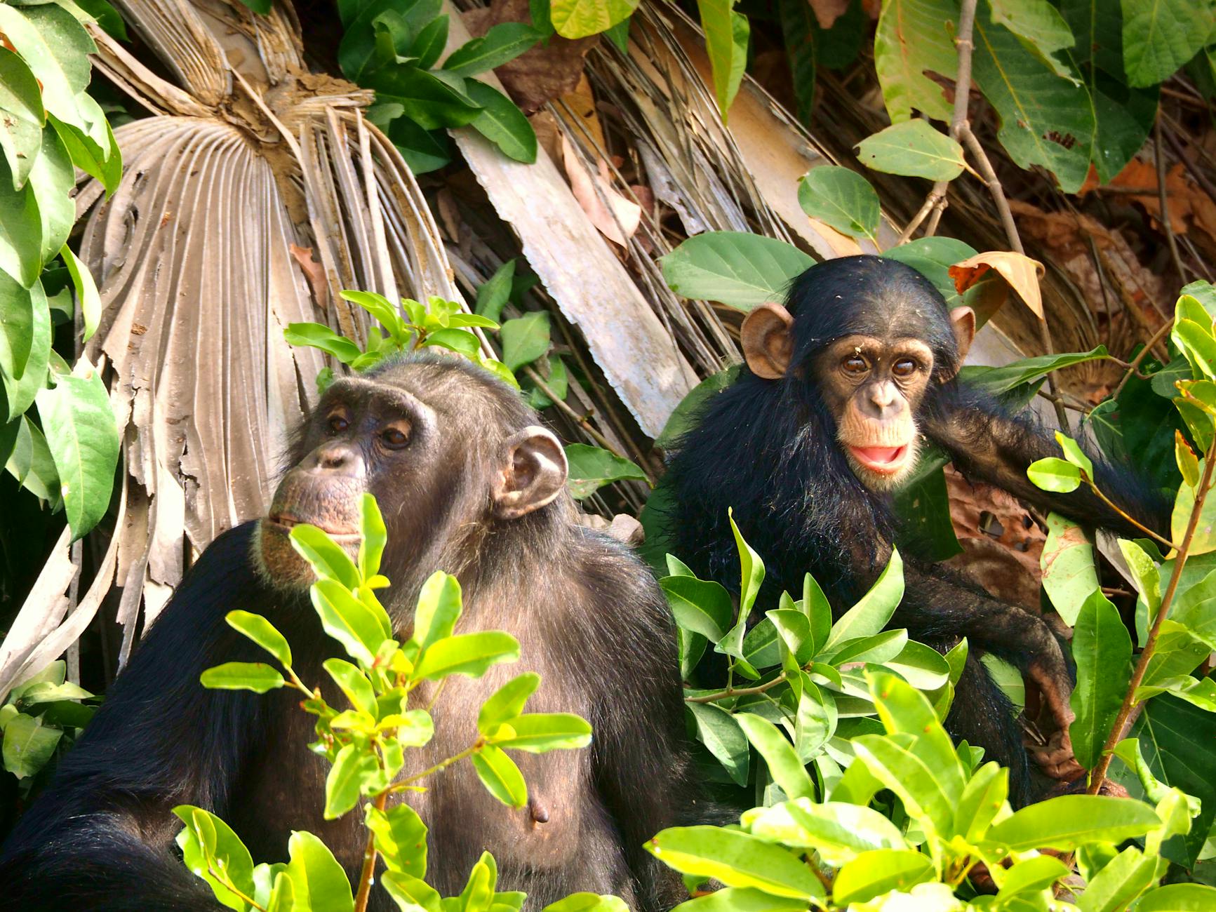 Chimpancés en el bosque