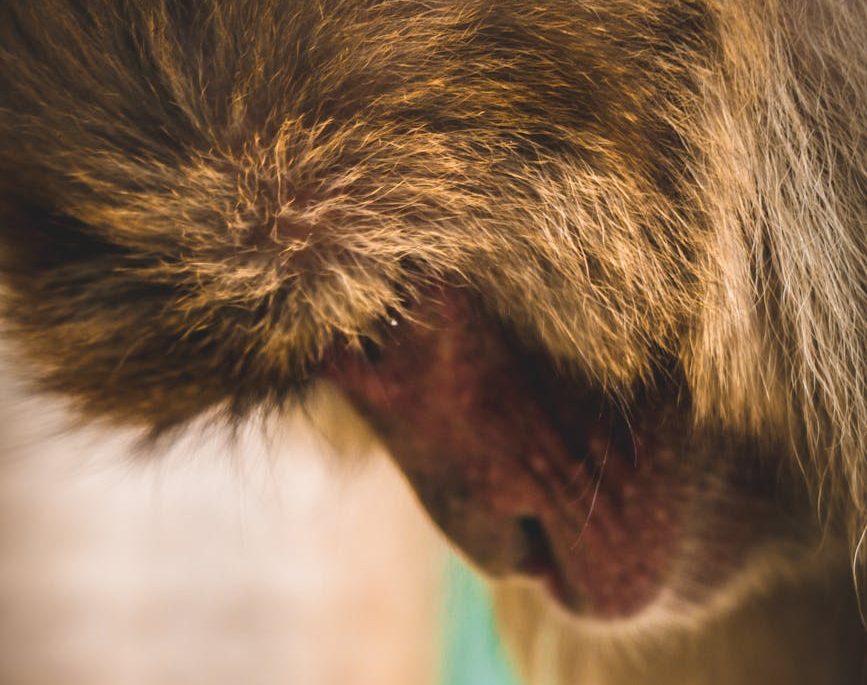 Países Bajos dejará de subvencionar el uso de primates en investigación