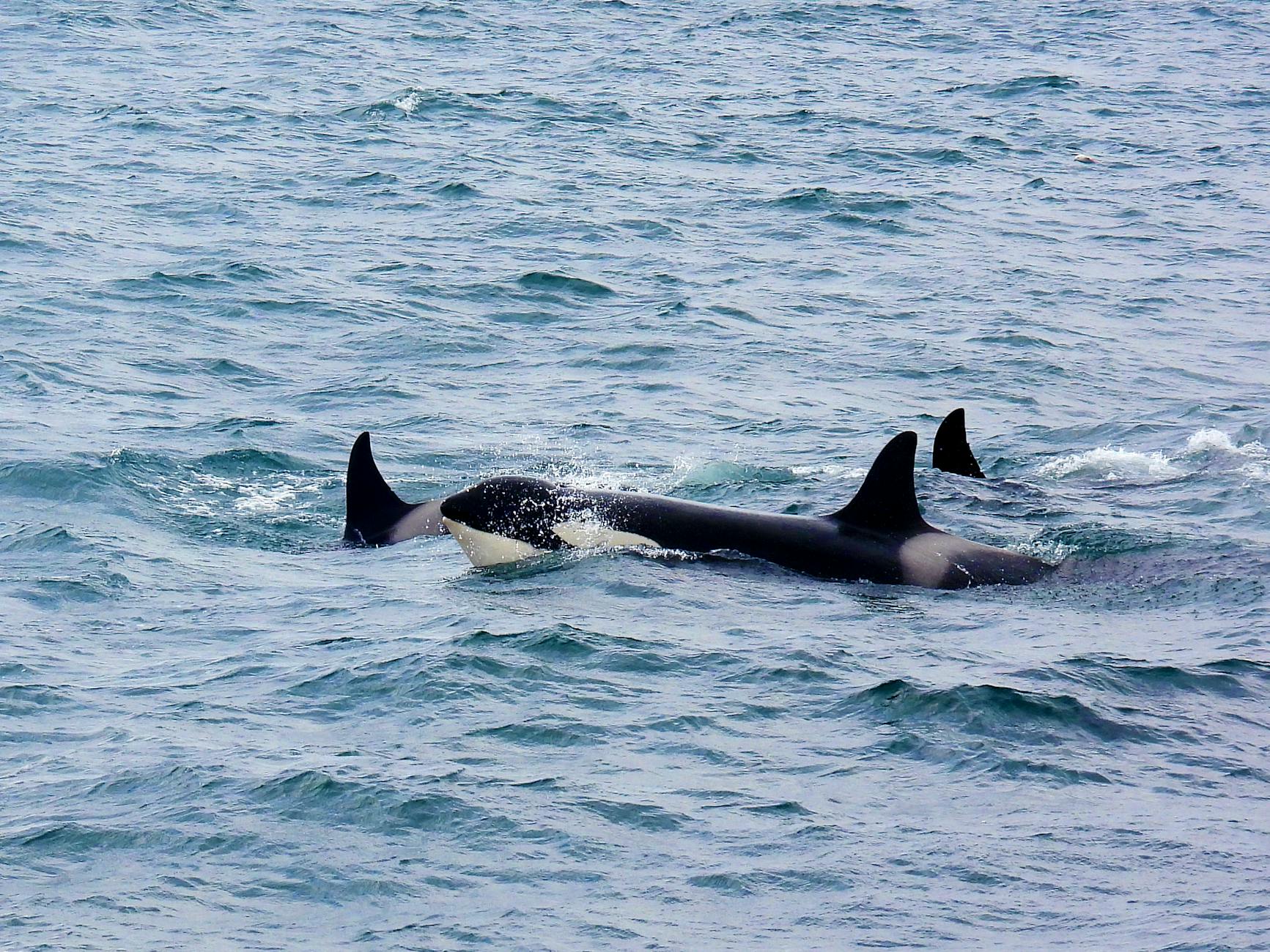 Orcas nadan en el océano