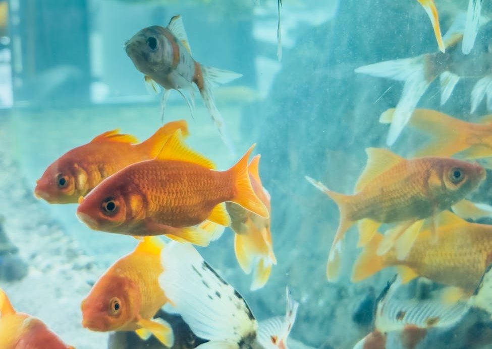 Peces en una pecera