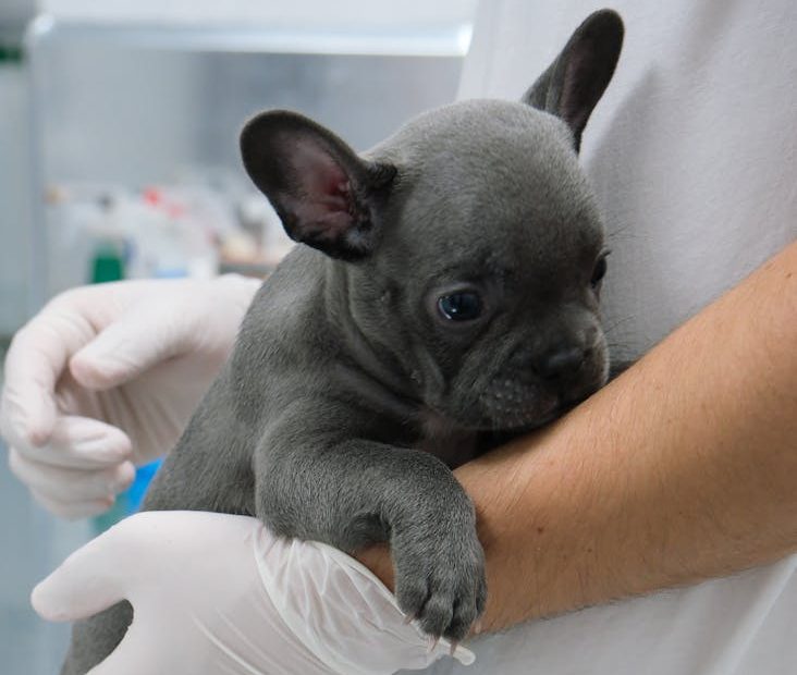 Farmacias y medicamentos veterinarios