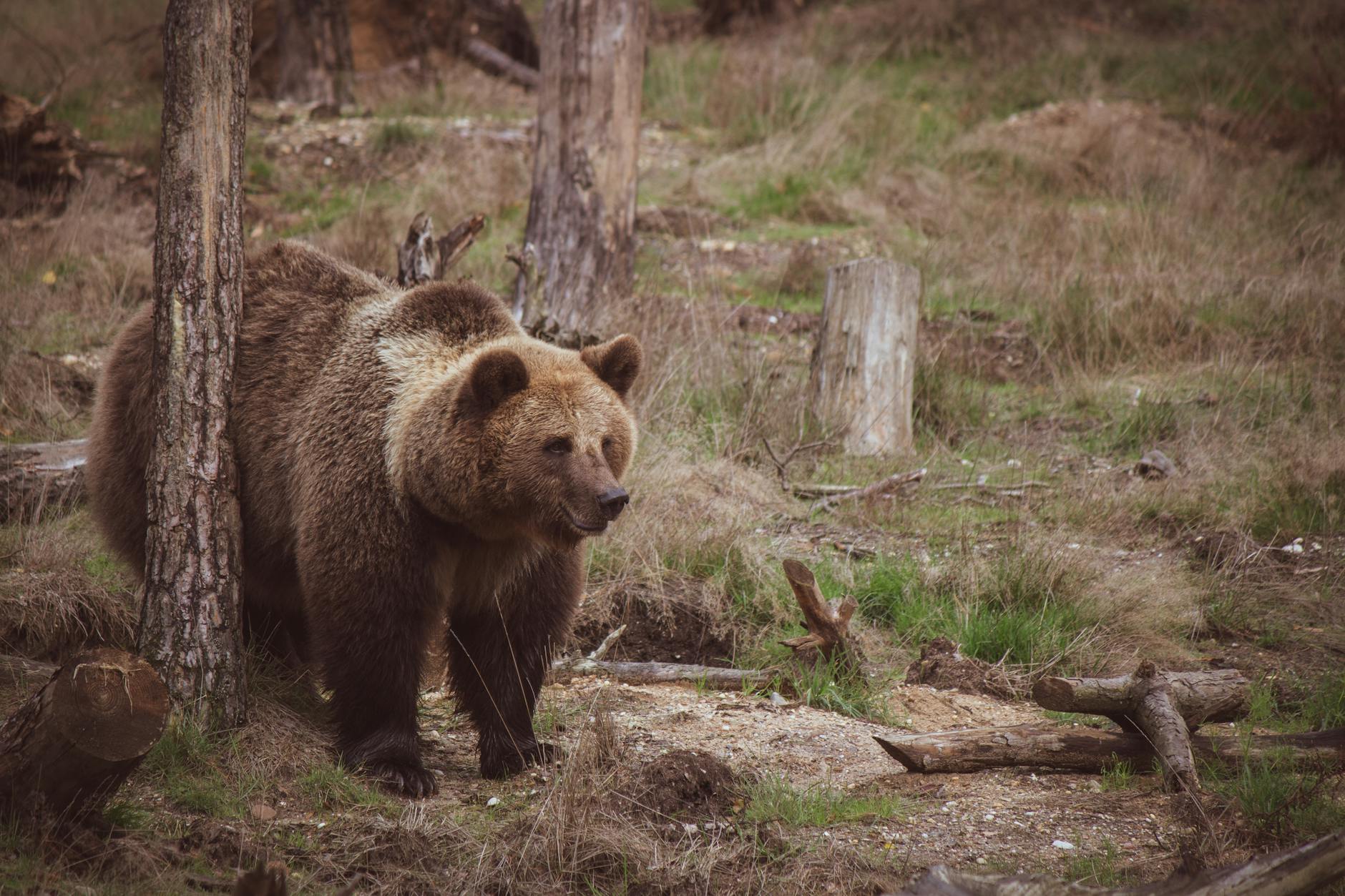 Repunte del furtivismo en Asturias: tres osos víctimas de lazos y uno abatido