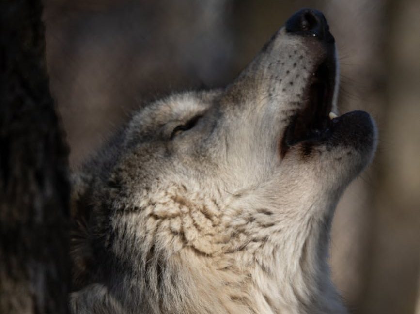 Un estadounidense podría enfrentarse hasta a dos años de prisión por torturar y matar a una loba