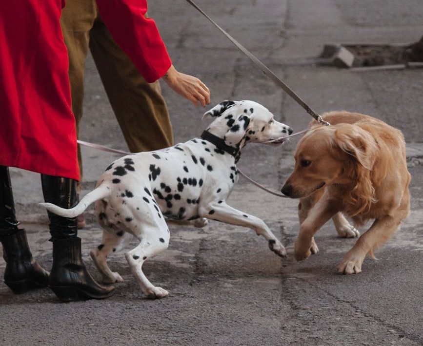 Perros en la ciudad