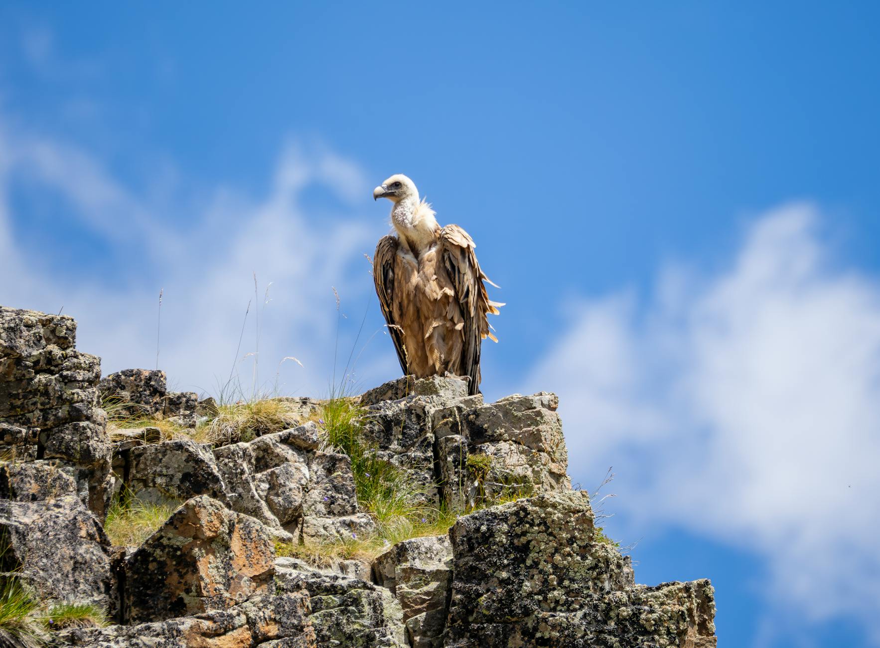 SEO/BirdLife pide que no se autorice la mina de litio en Cáceres por su impacto sobre la biodiversidad