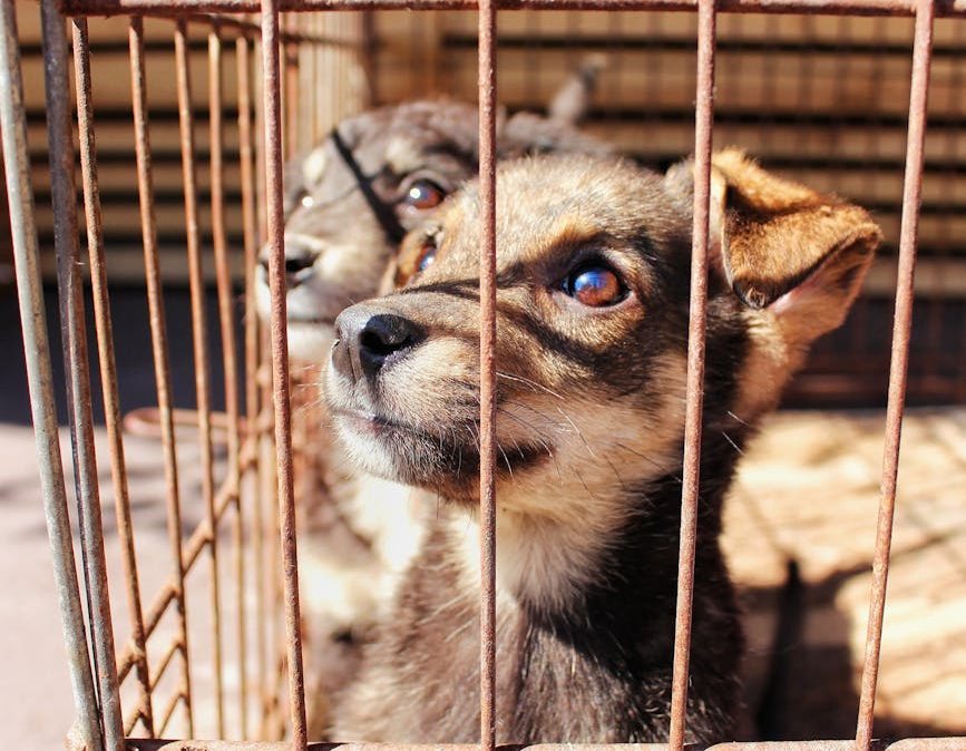 Perros en una jaula