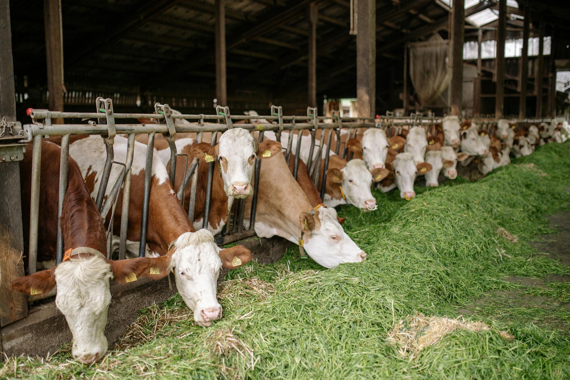 Granja de vacas