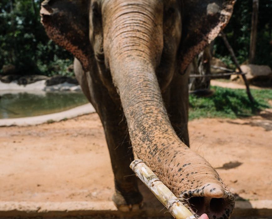 Enfermedades, dependencia y peligro: por qué no se debe alimentar a los animales salvajes