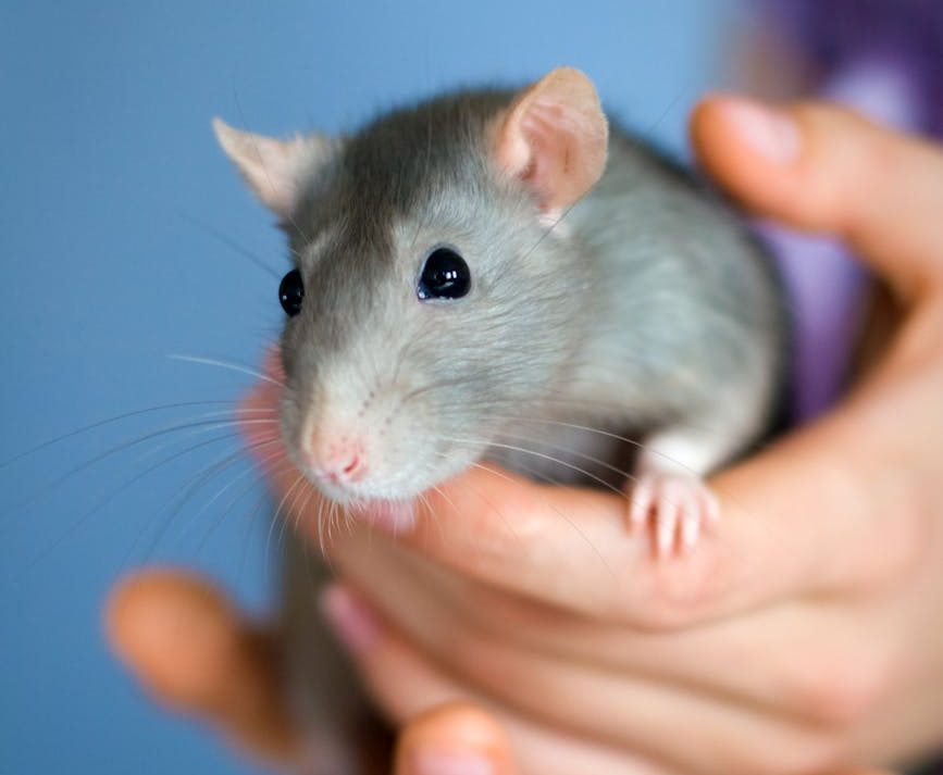 Canadá aspira a dejar de usar animales en pruebas químicas