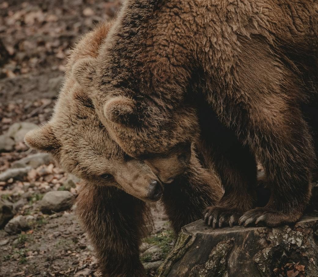 Luna y Ponderoso, los osos cautivos en León, ya están en un santuario en Alemania