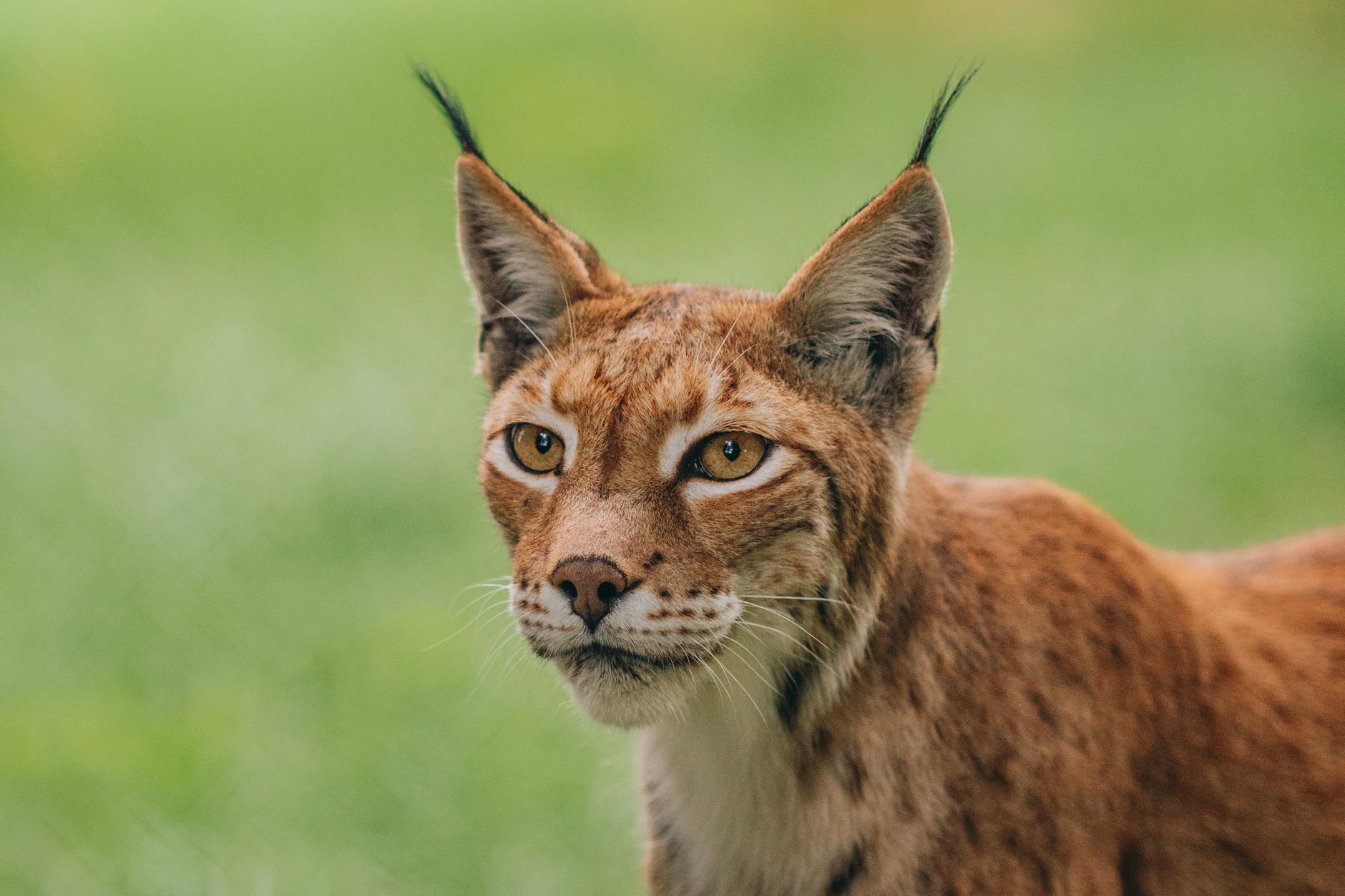 La Comisión Europea quiere poner fin al programa que ha logrado la recuperación del lince ibérico y otras especies