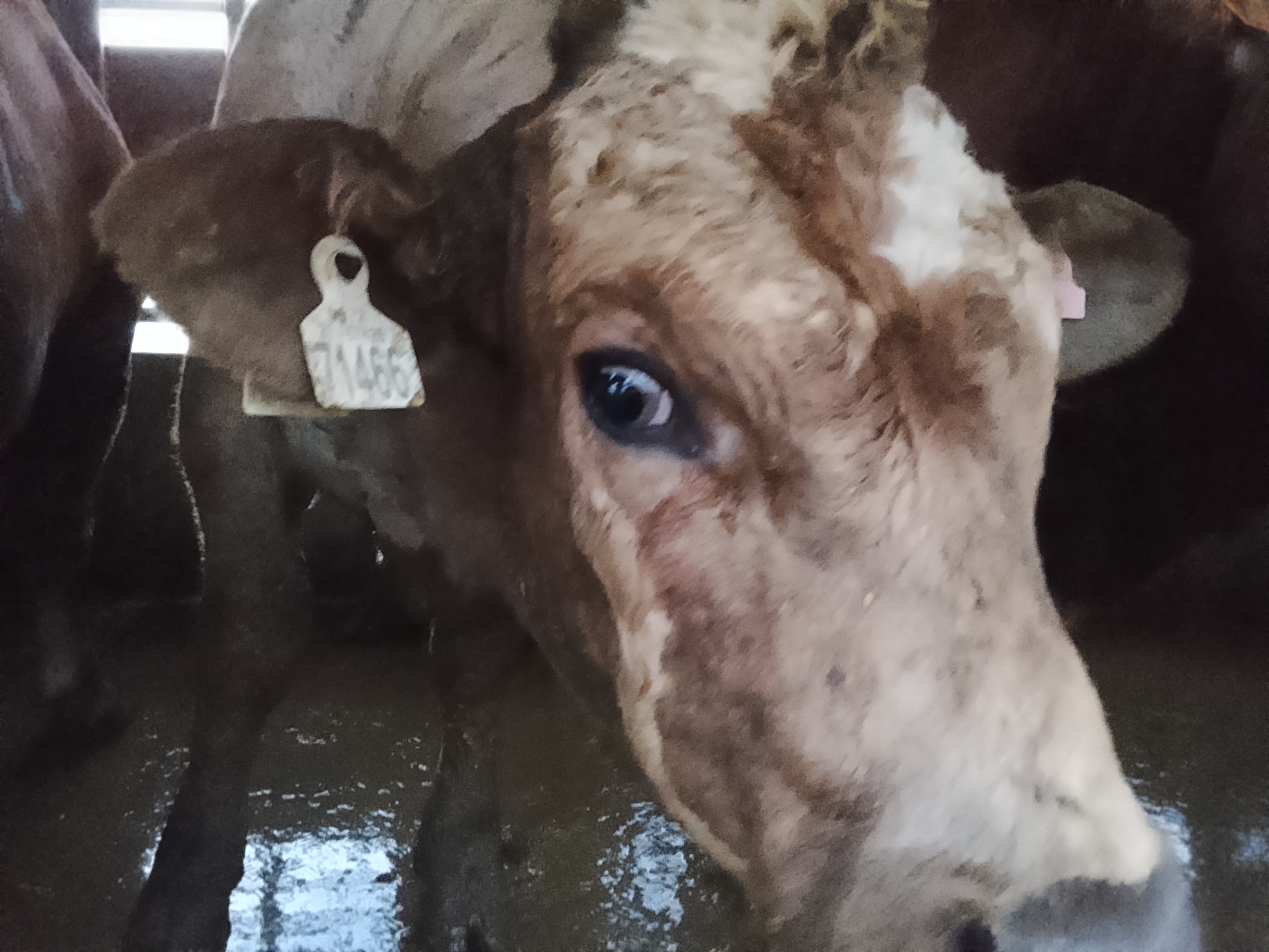 València Animal Save documenta el estado de las vacas en un matadero
