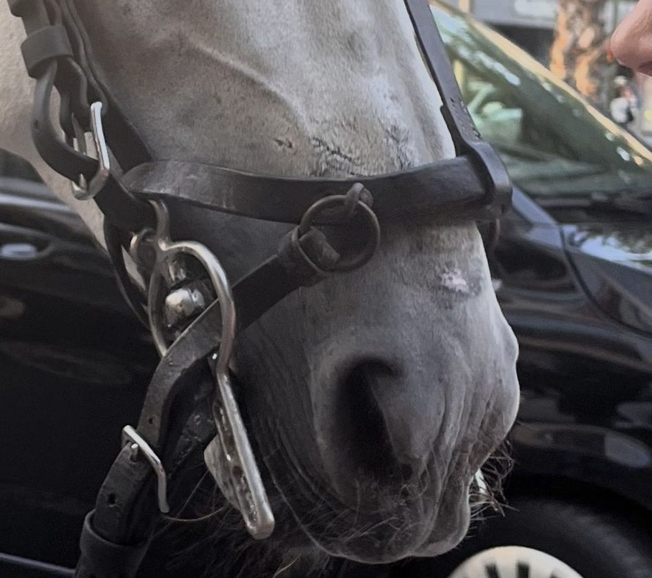Hope, caballo de tiro en Marbella