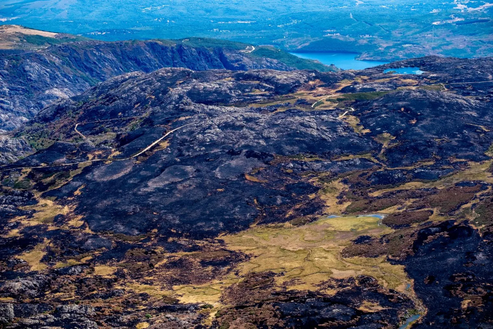 Operadores jurídicos piden prohibir la caza en las zonas asoladas por los incendios forestales