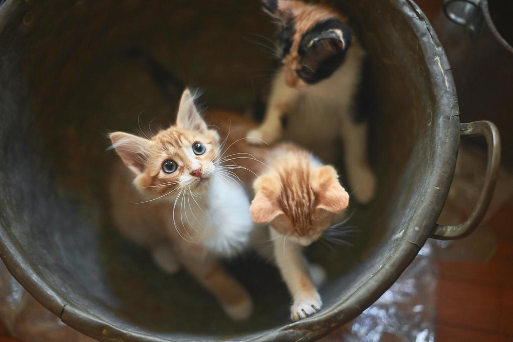 Operadores jurídicos reclaman más formación policial y técnica para la gestión de las colonias felinas