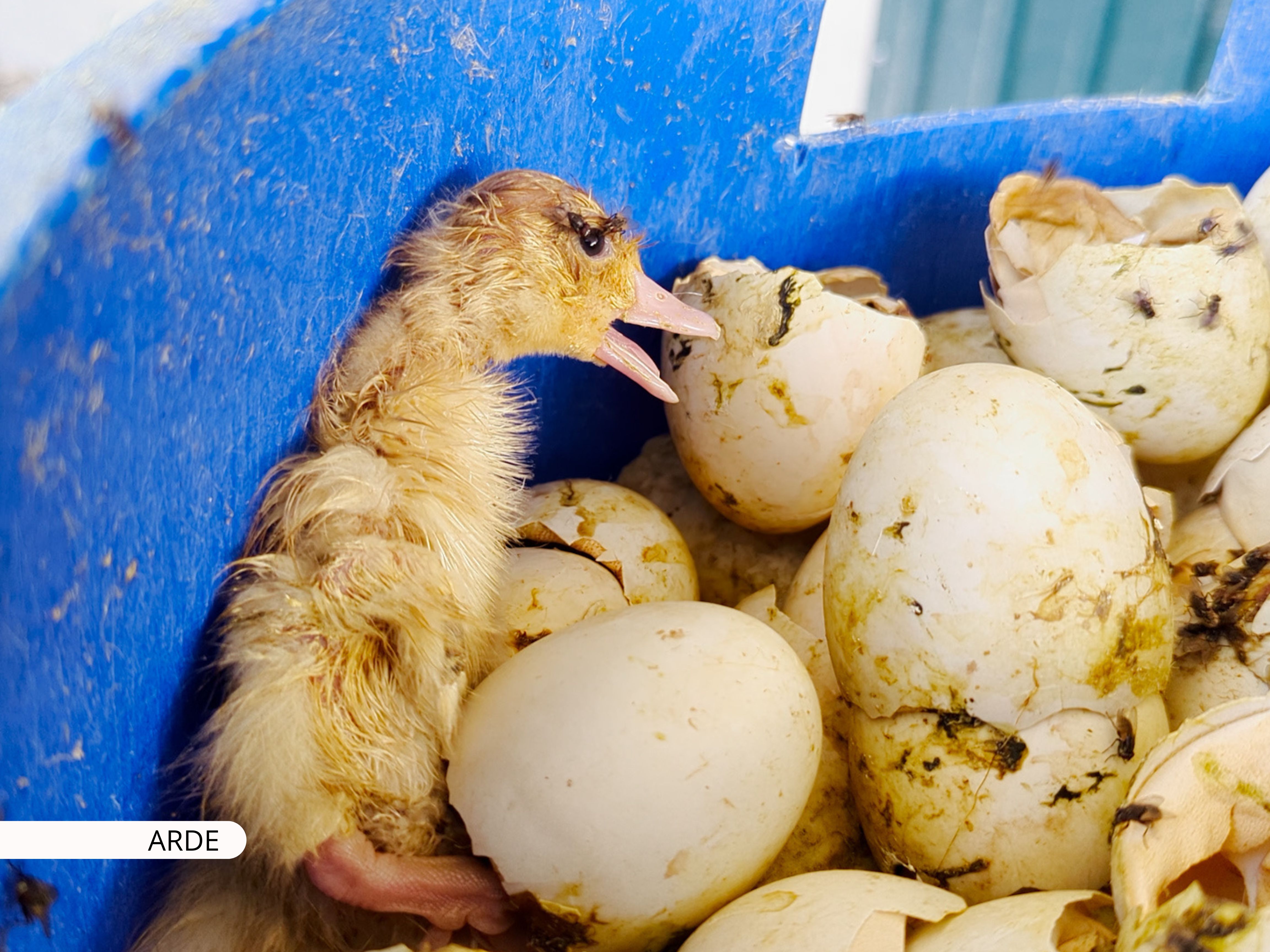 Maltrato extremo en una granja de patos portuguesa que abastece a supermercados y restaurantes en España
