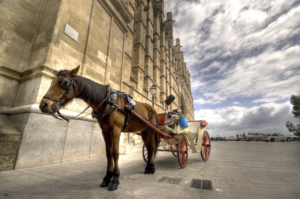 Otro caballo desplomado en Mallorca pone de relieve la urgencia de prohibir las galeras