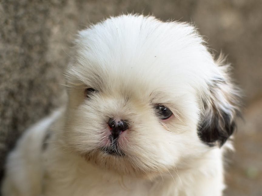 Otra ciudad estadounidense prohíbe la venta de animales en tiendas, incluidos peces y aves