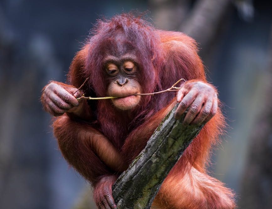 La población de orangutanes ha disminuido dos tercios en el último siglo