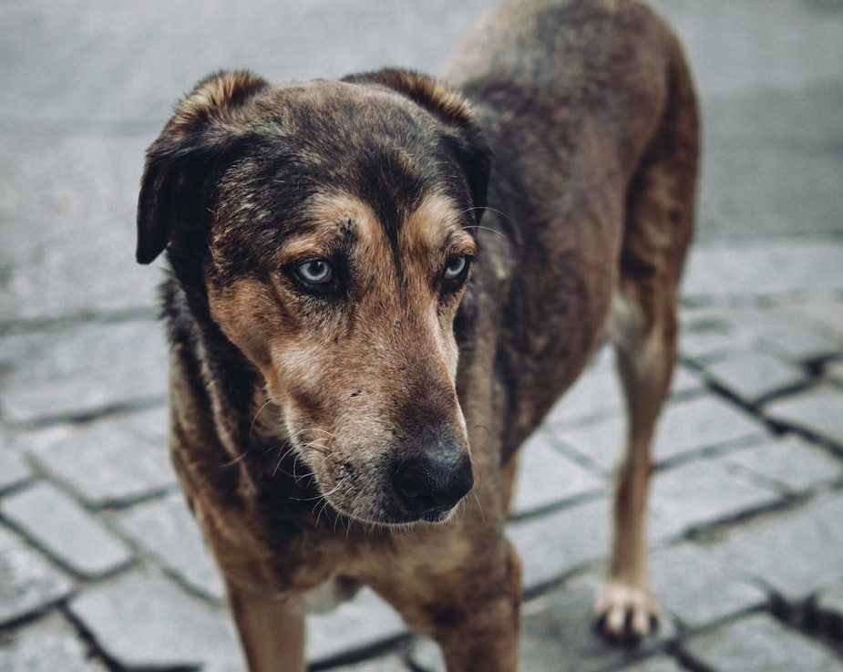 India aplica el método CER en perros en situación de calle tras una polémica orden del Tribunal Supremo