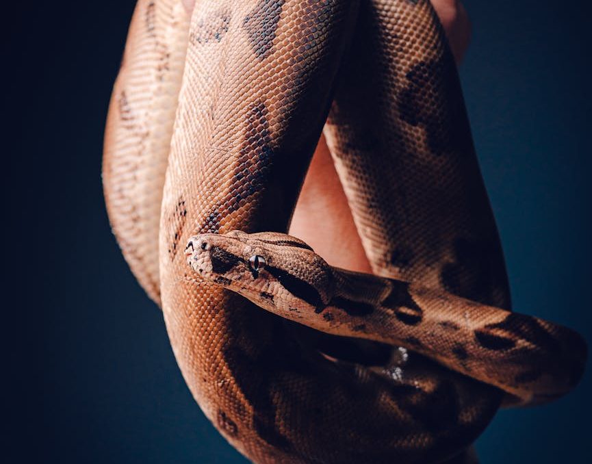 Hallan seis serpientes protegidas en una vivienda de Valencia