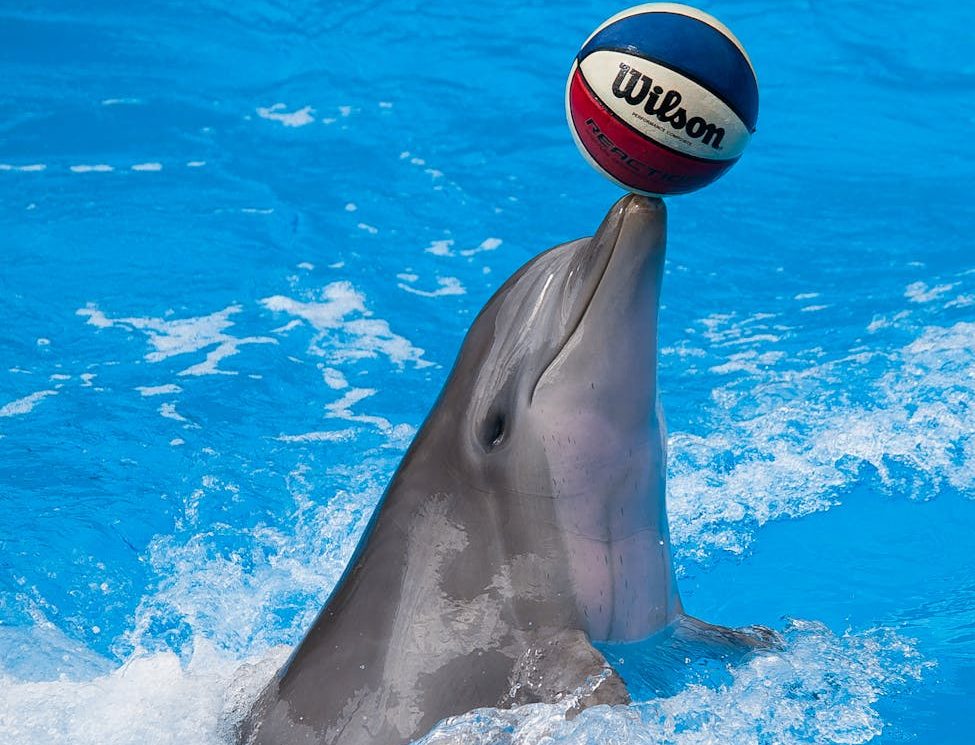 Delfín con un balón en una piscina en cautividad