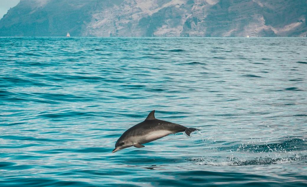 42 países verán restringidas sus exportaciones de pescado por no poner freno a las capturas accidentales de cetáceos