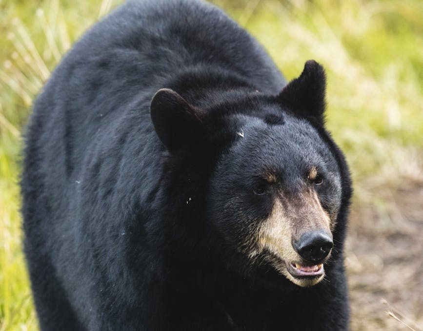Florida restablece la caza de osos negros una década después de la sangrienta matanza que acabó con 300 animales en 48 horas