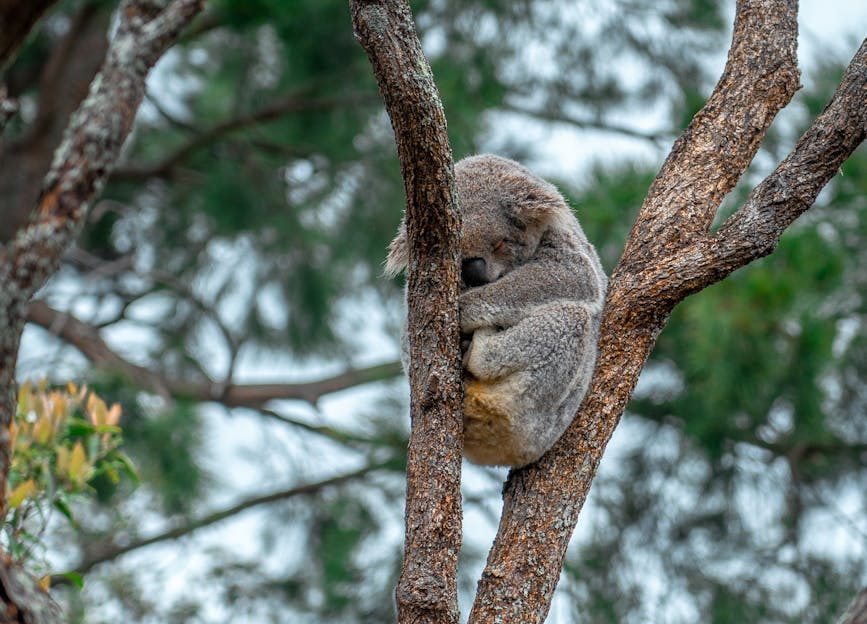 Koala duerme en un árbol