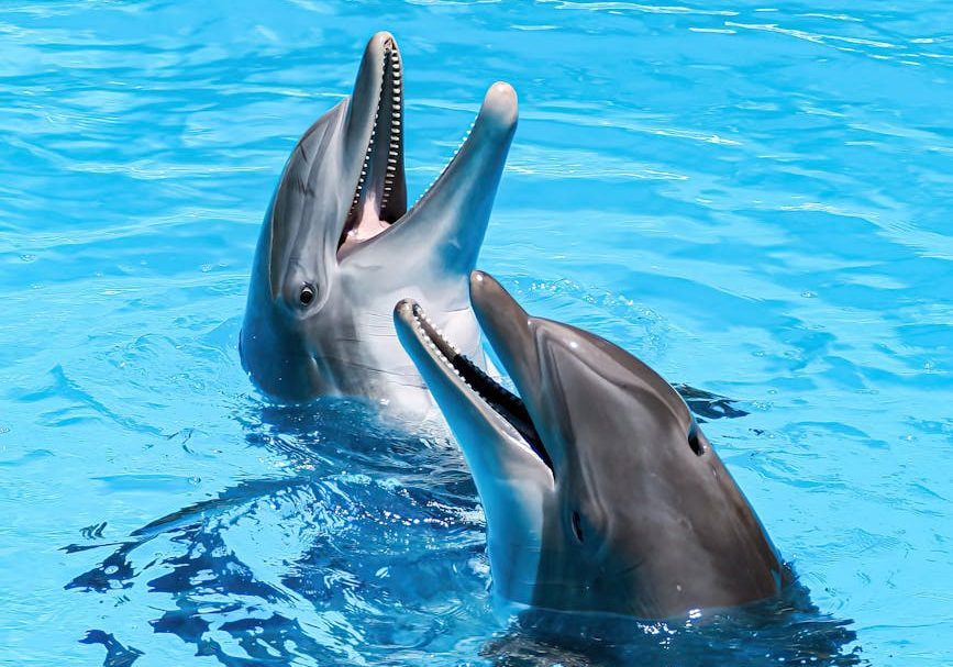 El zoo de Benalmádena envía a sus nueve delfines a China