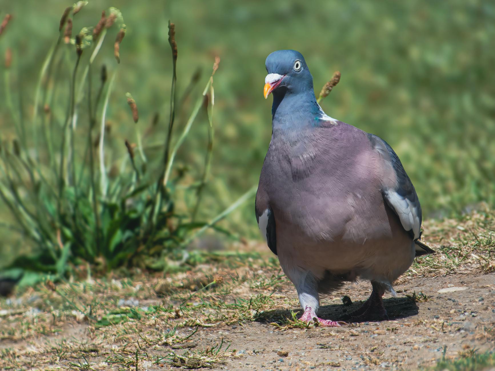 La media veda o la temporada de caza interminable