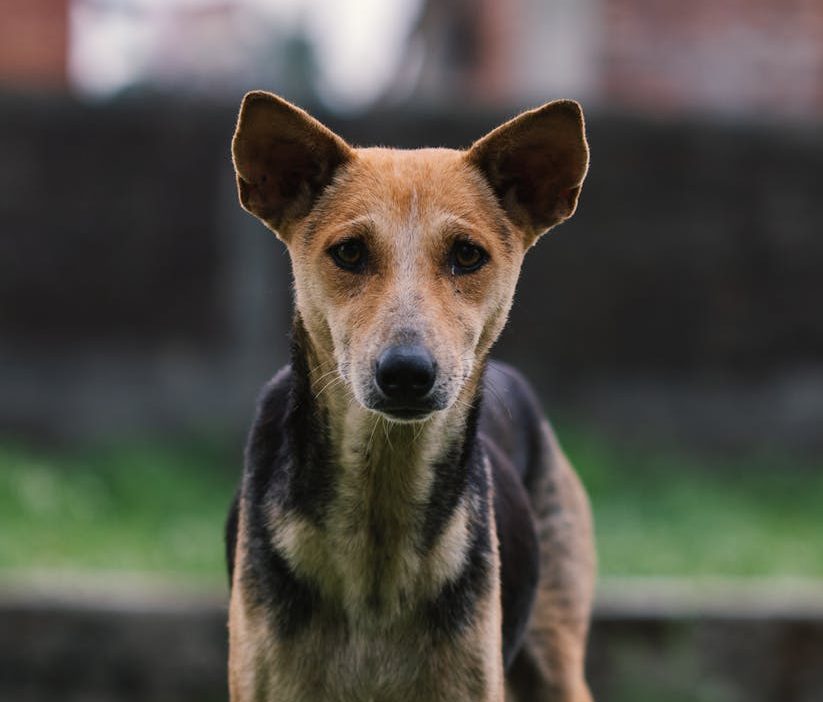Detenida la persona responsable del estado extremo de abandono que llevó al sacrificio de una perra en Las Palmas