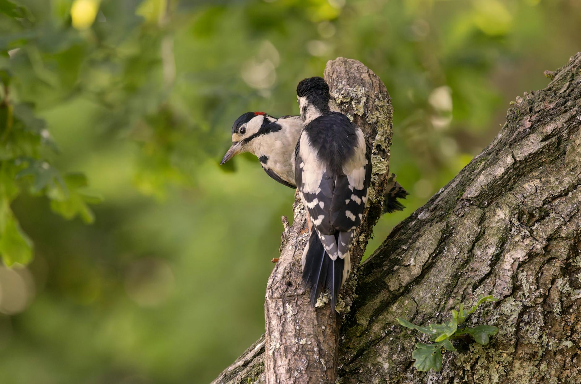 Pájaros carpinteros en un árbol