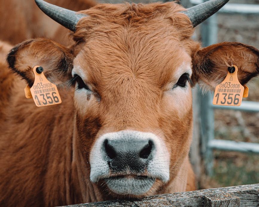 Vaca marrón criada para carne