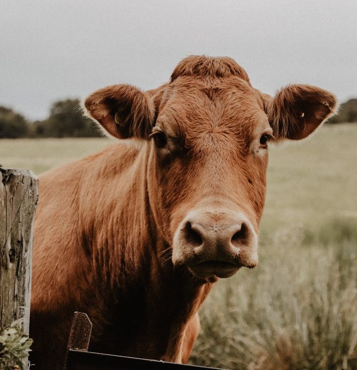 Sorprendidos varios trabajadores de una granja mientras alteraban las pruebas de saneamiento de la tuberculosis bovina