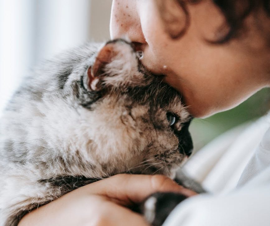 Perros y gatos, las víctimas colaterales de la política migratoria de Trump