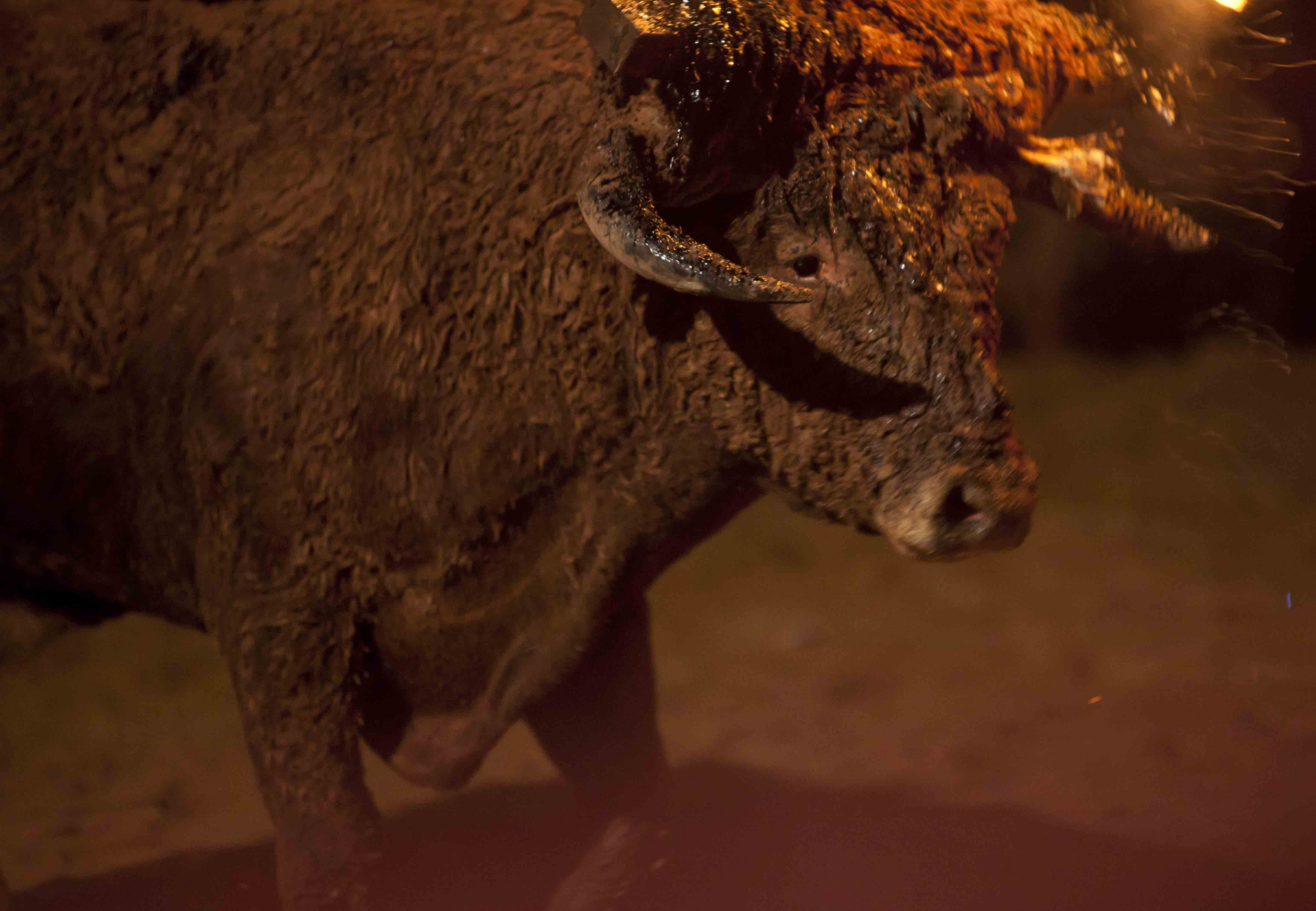 PACMA convoca una protesta contra el Toro Jubilo el 15 de noviembre