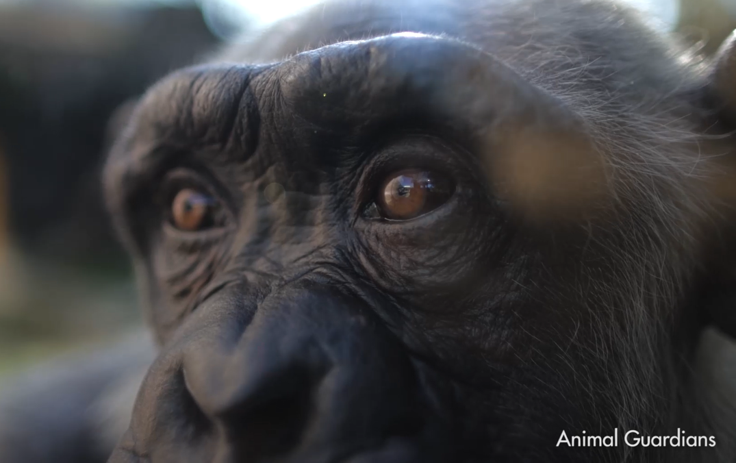 «Con el fin de la reproducción en cautividad, en 20 o 30 años las jaulas quedarían vacías»: Entrevista con Pedro Pozas, director del Proyecto Gran Simio