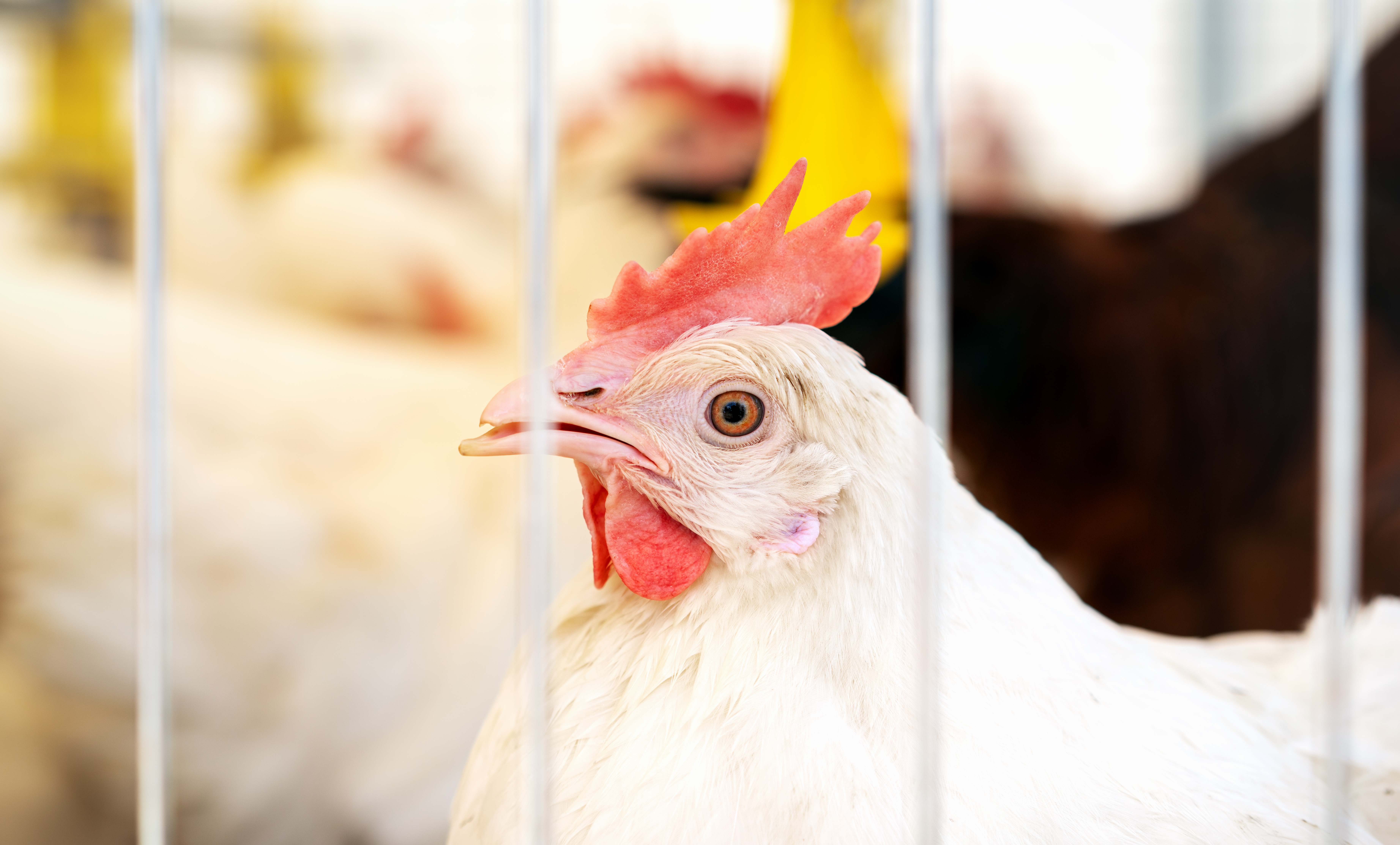 El 91% de la población mexicana rechaza las jaulas, pero la industria del huevo la ignora