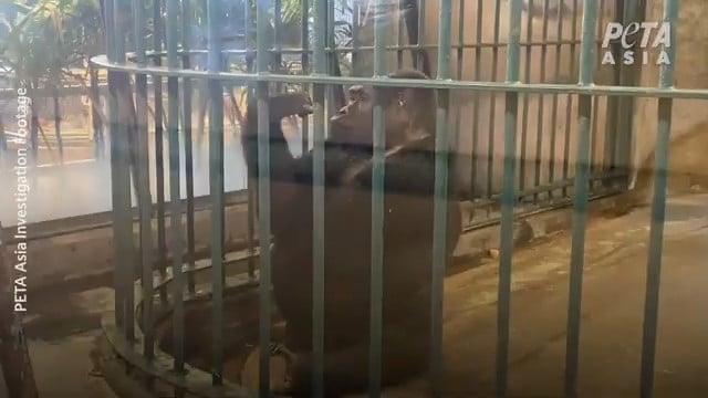 La gorila «más solitaria del mundo» lleva casi 40 años cautiva en un zoo tailandés