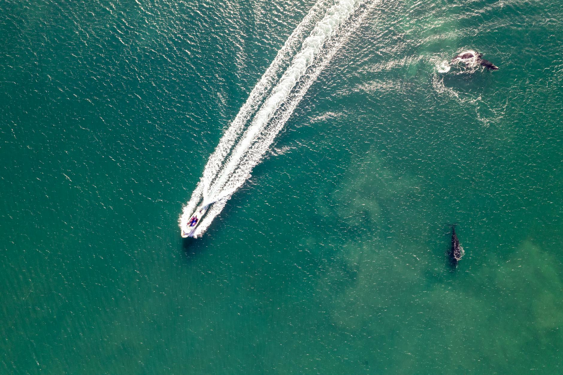 Más de 250000 personas piden a la Unión Europa reducir la velocidad de los barcos para proteger a las ballenas