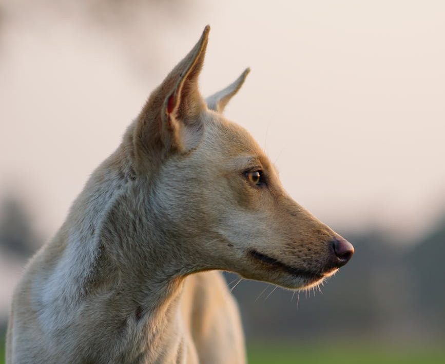 Los perros usados para la caza se enfrentan a una nueva exclusión legal