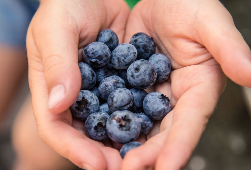 Horribles experimentos con animales se esconden tras el mercado de los arándanos estadounidenses