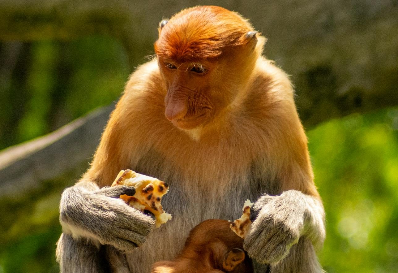 Lagunas legales facilitan el tráfico de animales salvajes en la Unión Europea