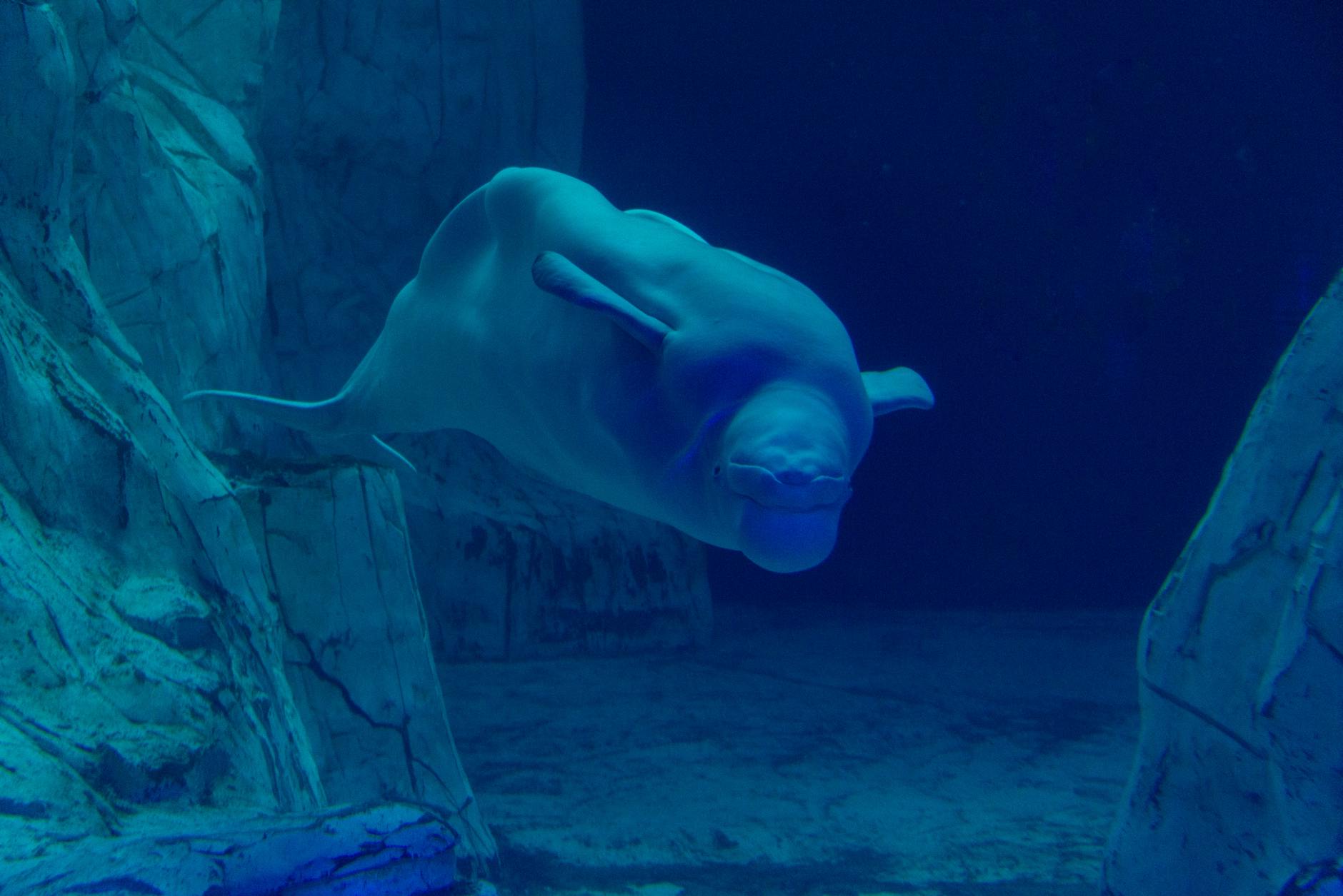 Canadá bloquea el traslado de 30 belugas a un acuario en China