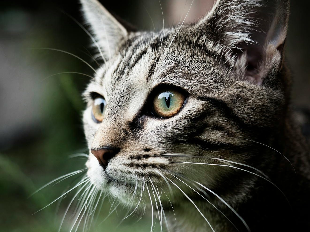 Aumenta la cifra de gatos atendidos con sospecha de maltrato en Madrid