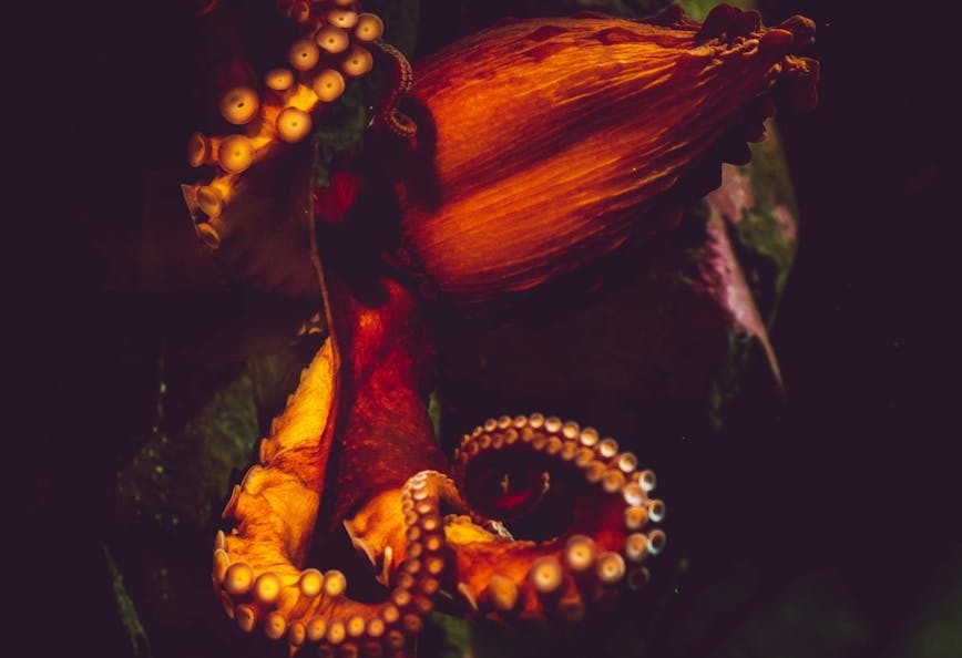 «Keep Them Wild»: Campaña internacional contra la cría de pulpos